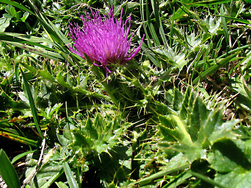 Cirsium acaulon (=acaule)  / Cardo nano